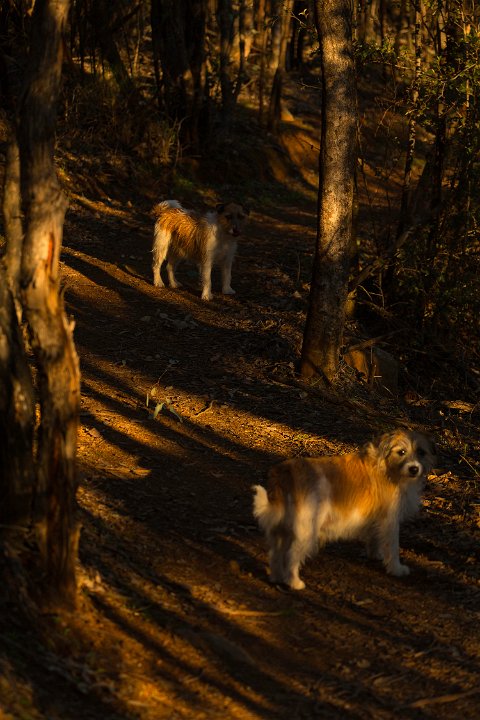 sunset walk